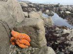 After massive dieoff of sea stars biologist sees a surprising baby boom  The Washington Post