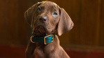 Scooby Doo LiveAction Netflix Series Reveals First Look at CrimeSolving Canine to Premiere in 2027  Variety