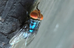 Two more Texas screwworm infections found in animals far apart USDA says  AP News