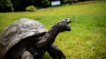 Yes Jonathan the tortoise is still alive and hes a Guinness icon now  USA Today