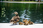 A dead duck was seen in the Reflecting Pool Then two more were found nearby  The Washington Post