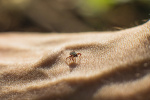 This rare tickborne disease is on the rise in the US  The Washington Post