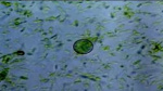 More than 60 North Carolina cases tied to parasite behind explosive diarrhea  WRAL