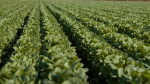 Cyclospora a stomachchurning parasite has reached Mass Heres what to know  The Boston Globe