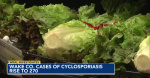 Tracing Cyclospora Why havent officials nailed down the source in NC  WRAL
