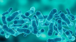 Fifth person dies in Legionnaires disease outbreak in NYC neighborhood  USA Today