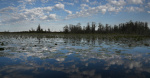 Georgias Okefenokee Swamp is now a UNESCO World Heritage site  AJCcom