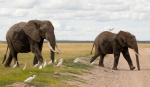 Death of 15 elephants in Kenyan national park sparks outrage investigation  The Washington Post