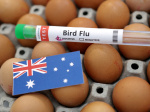 Australia warns H5N1 likely to spread after first mass mortality episode  Al Jazeera