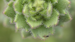 Darwin proposed that a type of plant was carnivorous Scientists finally proved him right  CNN