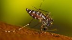 Virginia reports its first locally acquired dengue case  The Washington Post