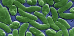 Flesheating bacteria are devouring limbs in warming waters worldwide  heres how to protect yourself  theconversationcom