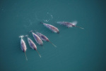 That puzzled us quite a bit Scientists found another astonishing thing about narwhals after Xraying their tusks  BBC Wildlife Magazine