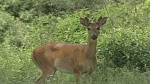 DNR 700 reports of dead deer in Washington Waukesha Counties amid virus outbreak  WISN