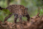 New cat species discovered in Bolivia for first time in over 100 years  washingtonpostcom