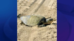 Second sea turtle spotted nesting on SoCal beach after historic sighting  KTLA