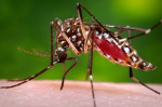 Florida counties declare emergency over wildly unusual dengue outbreak  washingtonpostcom