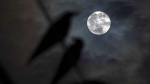 The harvest moon pairs up with Saturn for a 2for1 celestial display  KSLcom