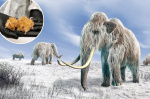 Woolly mammoth to be resurrected with the help of AI scientists  nypostcom