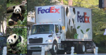Giant pandas arrive in Atlanta  WSBTV