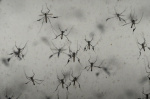 Floridas dengue outbreak reportedly largest US has seen in decades  thehillcom