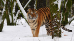 Man dies after entering tiger enclosure at England wildlife park  Al Jazeera