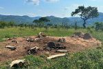 Thats just insane Elephant dies in South Africa  and scientists are stunned at what happens next  BBC Wildlife Magazine